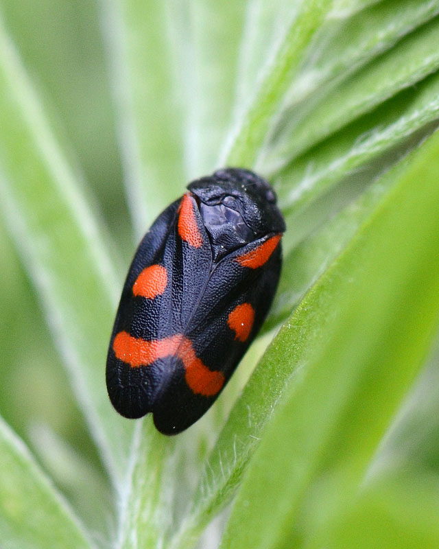 Cercopidae: Cercopis sanguinea